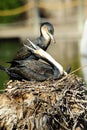 White breasted cormorant Royalty Free Stock Photo