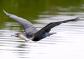 White-breasted cormorant Royalty Free Stock Photo