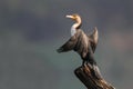 White-breasted Cormorant Royalty Free Stock Photo