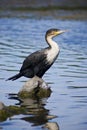 White-breasted Cormorant Royalty Free Stock Photo