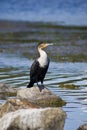 White-breasted Cormorant Royalty Free Stock Photo