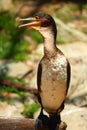 White-breasted Cormorant Royalty Free Stock Photo