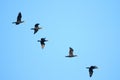 White-breasted Cormorant