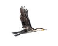 White-Breasted Cormorant In Flight Isolated Royalty Free Stock Photo