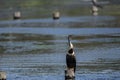 White breasted Cormorant or Phalacrocoracidae Royalty Free Stock Photo