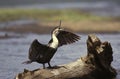 White-Breasted Cormorant, phalacrocorax carbo lucidus, Adult calling, Kenya Royalty Free Stock Photo