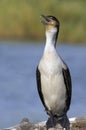 White-breasted Cormorant (Phalacrocorax carbo lucidus) Royalty Free Stock Photo