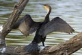 White-breasted Cormorant (Phalacrocorax carbo lucidus) Royalty Free Stock Photo