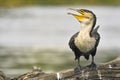 White-breasted Cormorant (Phalacrocorax carbo lucidus) Royalty Free Stock Photo