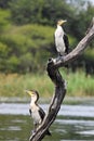 White-breasted Cormorant (Phalacrocorax carbo lucidus) Royalty Free Stock Photo