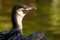 A White-breasted Cormorant Royalty Free Stock Photo