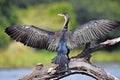 White-breasted Cormorant (Phalacrocorax lucidus) in Kruger National Park Royalty Free Stock Photo