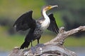 White-breasted Cormorant (Phalacrocorax lucidus) in Kruger National Park Royalty Free Stock Photo