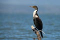 White-breasted cormorant (Phalacrocorax lucidus) Royalty Free Stock Photo