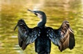 A White-breasted Cormorant spreading its wings to dry Royalty Free Stock Photo