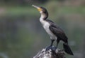 White breasted cormorant on stump Royalty Free Stock Photo