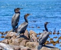 White-breasted Cormorants