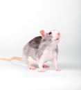 White-breasted gray pet  rat standing on white background Royalty Free Stock Photo