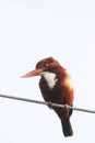 White breasted kingfisher Royalty Free Stock Photo
