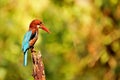 White Breasted Kingfisher, Halcyon smyrnensis at Ganeshgudi Karnataka,