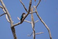 White-breasted Kingfisher perching on the leafless tree branch Royalty Free Stock Photo