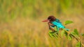 White breasted Kingfisher Royalty Free Stock Photo