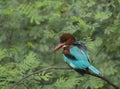 White-Breasted Kingfisher sitting on a perch at Bharatpur Bird Sanctuary,Rajasthan,India Royalty Free Stock Photo