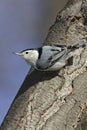 White-breasted Nuthatch