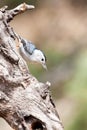 White Breasted Nuthatch