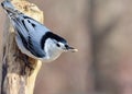 White-breasted Nuthatch