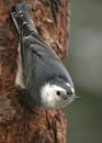 White-breasted Nuthatch Royalty Free Stock Photo