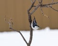 A White Breasted Nuthatch On Alert