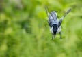 White Breasted Nuthatch bird Diving Royalty Free Stock Photo