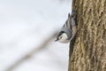 White-breasted nuthatch bird perched vertically on the trunk of a tree Royalty Free Stock Photo