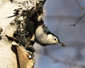 White-Breasted Nuthatch bird photo stock. White-Breasted Nuthatch bird close-up profile view perched on a birch trunk tree with a Royalty Free Stock Photo