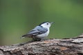 White Breasted Nuthatch on a Branch