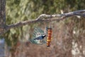 White Breasted Nuthatch at the Feeder Royalty Free Stock Photo