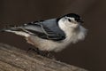 White-Breasted Nuthatch