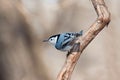 White breasted nuthatch peers over the landscape Royalty Free Stock Photo