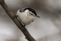 White-breasted nuthatch