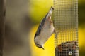 White breasted nuthatch perched on the feeder with seeds and nuts