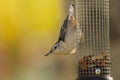 White breasted nuthatch perched on the feeder with seeds and nuts