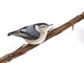 White-breasted nuthatch perched on grape vine. Royalty Free Stock Photo