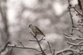 Lone nuthatch perched on a branch in the snow Royalty Free Stock Photo