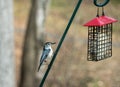 White breasted nuthatch perched by a suet bird feeder Royalty Free Stock Photo