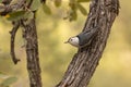 White Breasted Nuthatch perched on a tree trunk facing left