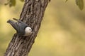 White Breasted Nuthatch perched on tree trunk facing right