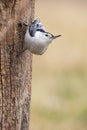 A white-breasted nuthatch Royalty Free Stock Photo