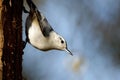 White-breasted Nuthatch  805082 Royalty Free Stock Photo