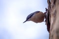 White Breasted Nuthatch - Sitta Canadensis